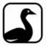 snow goose